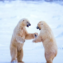 freetoedit bear snow fight