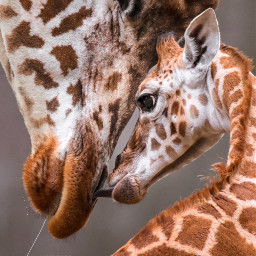 tierparkberlin giraffe animallover animal baby