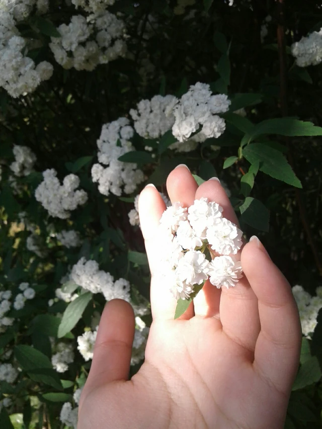 Fotos De Flores Blancas Tumblr