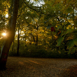 sunset sunlight forest park trees