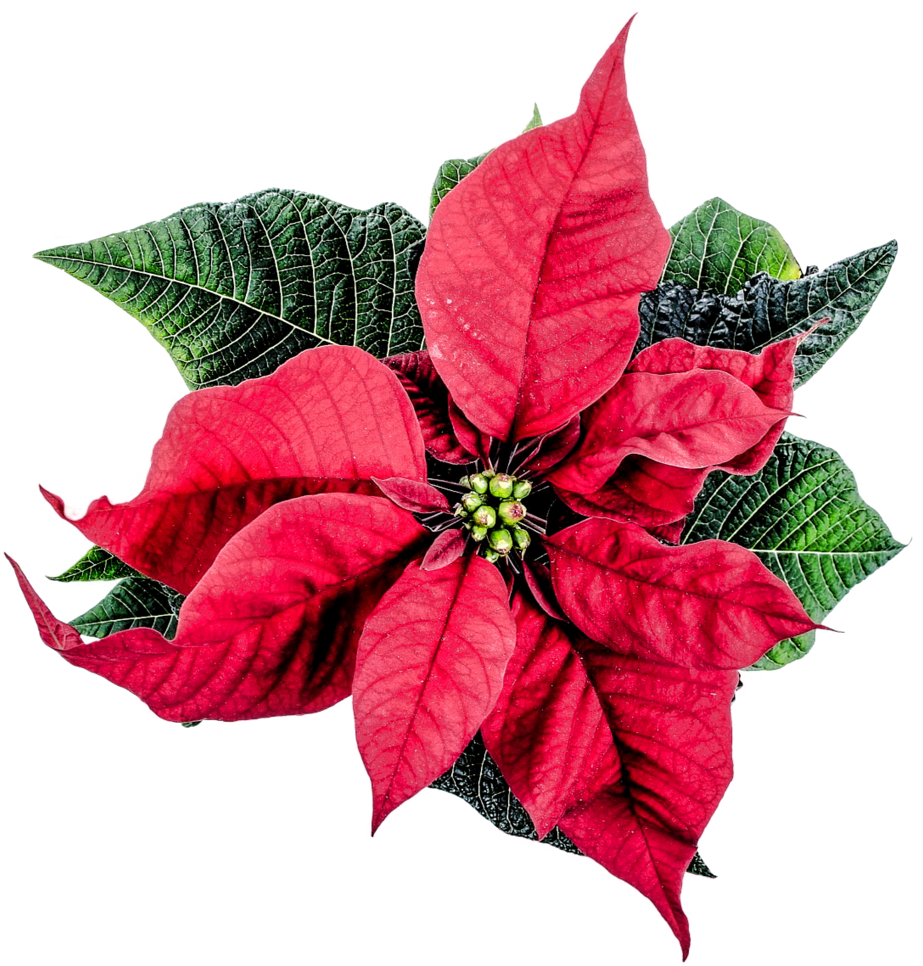 Лист пуансетии. Poinsettia цветок. Пуансеттия Аляска. Пуансеттия красная. Пуансеттия Рождественский цветок.