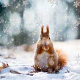 freetoedit squirrel winter srcsnowflakes snowflakes