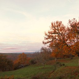 manzalvos galicia spain autumn tree