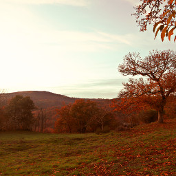 manzalvos galicia spain autumn tree