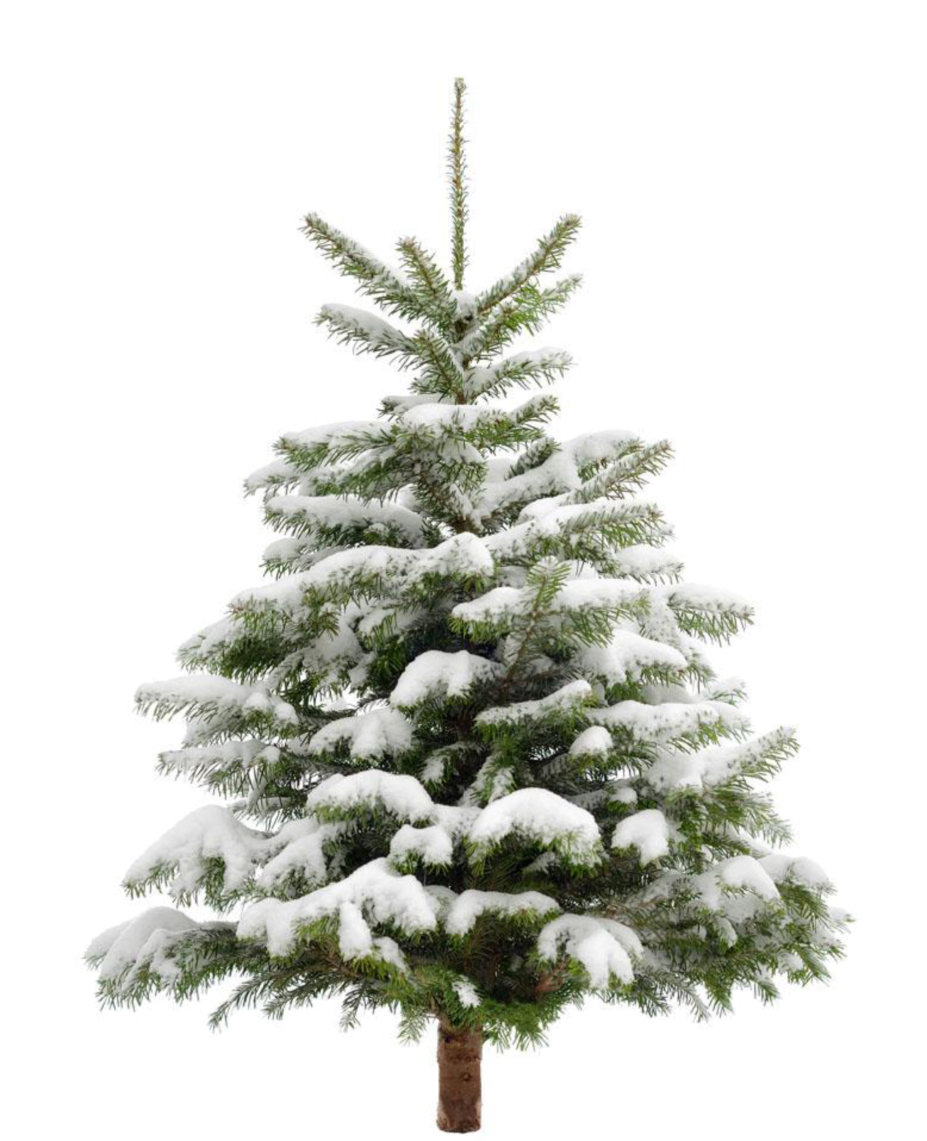 Snowy Winter Tree Transparent Png Image Clipart Best Clipart Best My ...