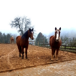 pferde offenstall horses riding winter