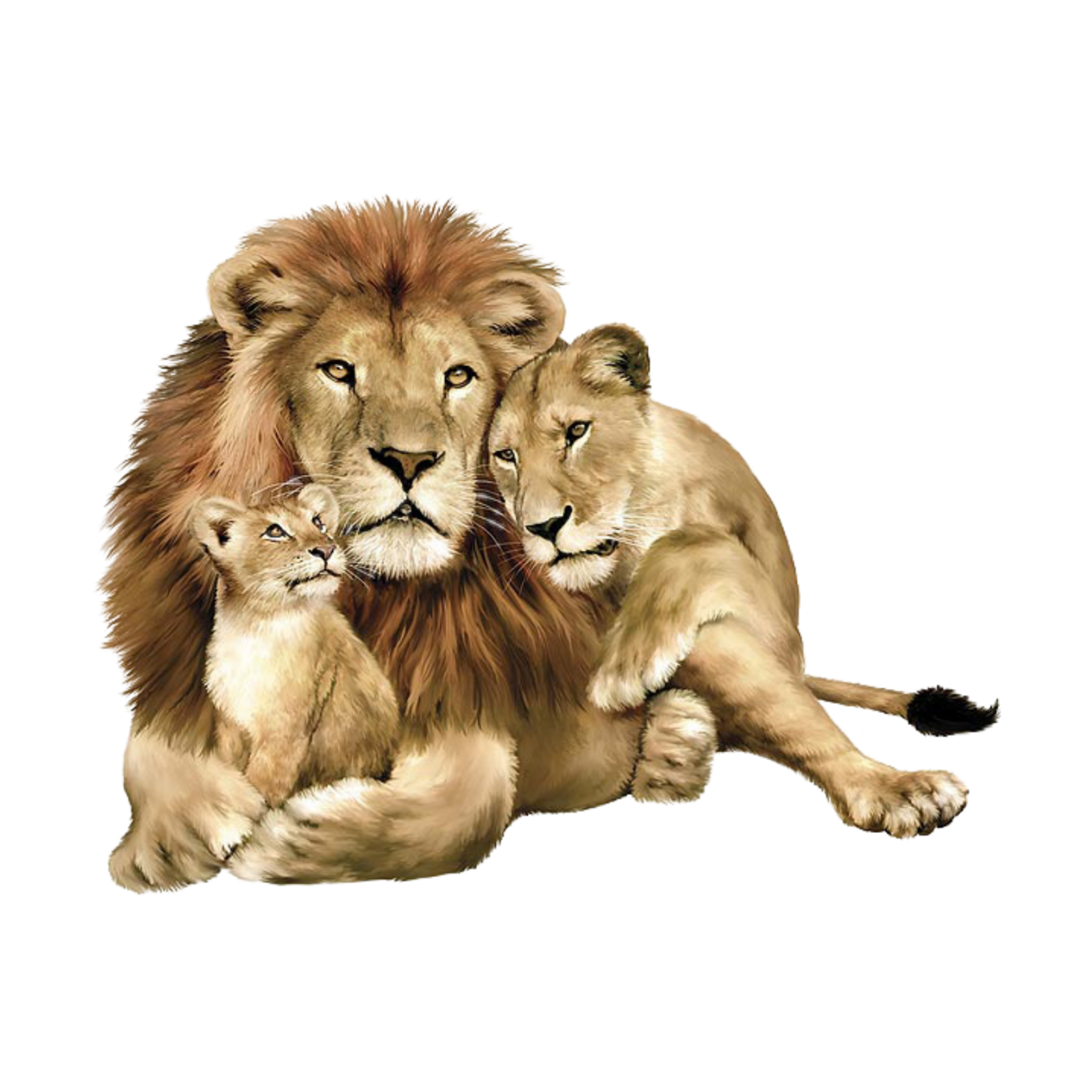 Лев и львенок рисунок - 88 фото