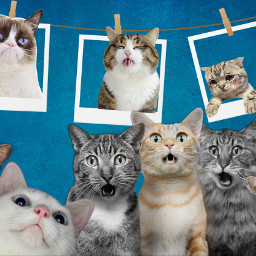 freetoedit funny polaroid cats