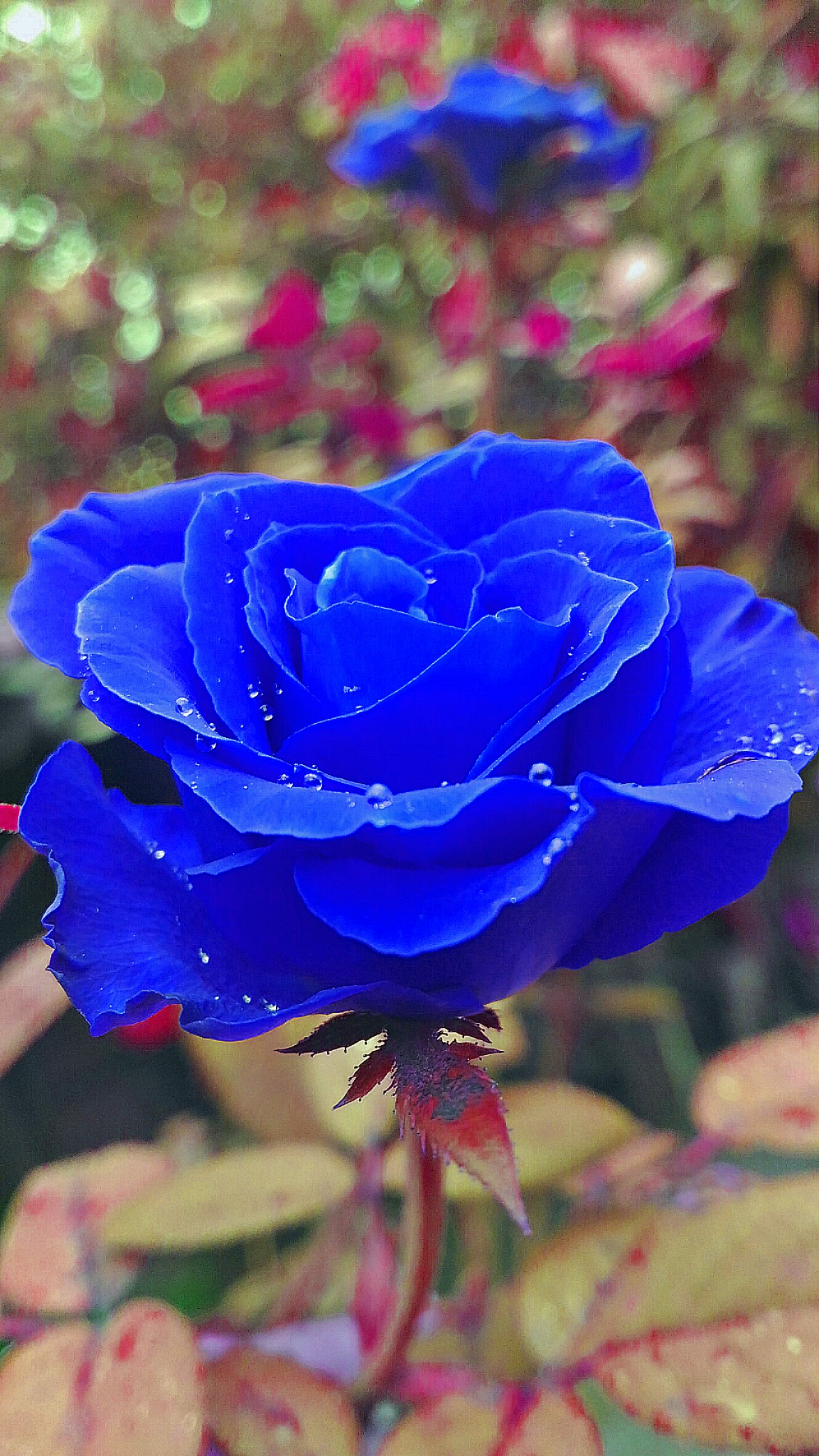 Flower Blue Garden Rose Bunga Mawar Nature