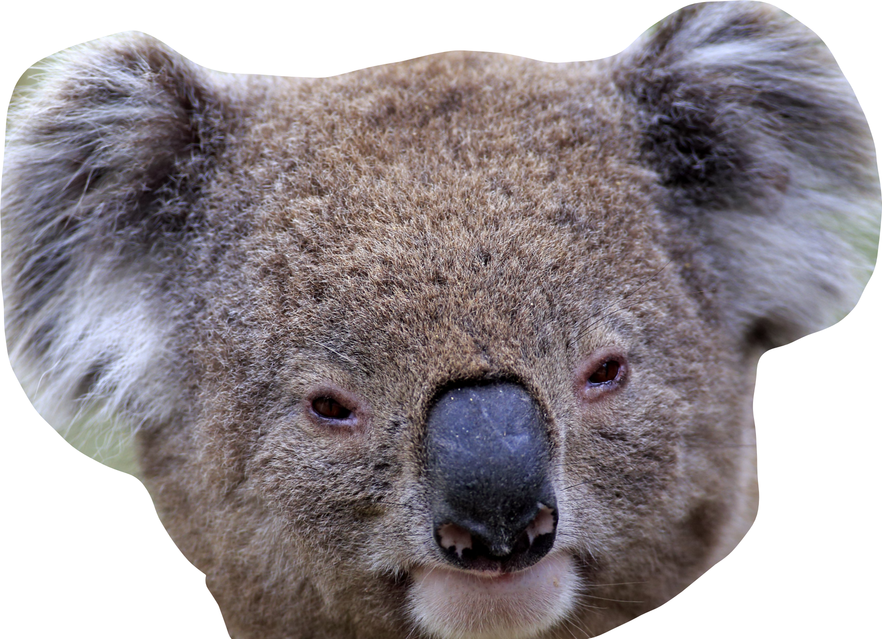 Сделай коалу. Коала морда. Коала лицо. Голова коалы.