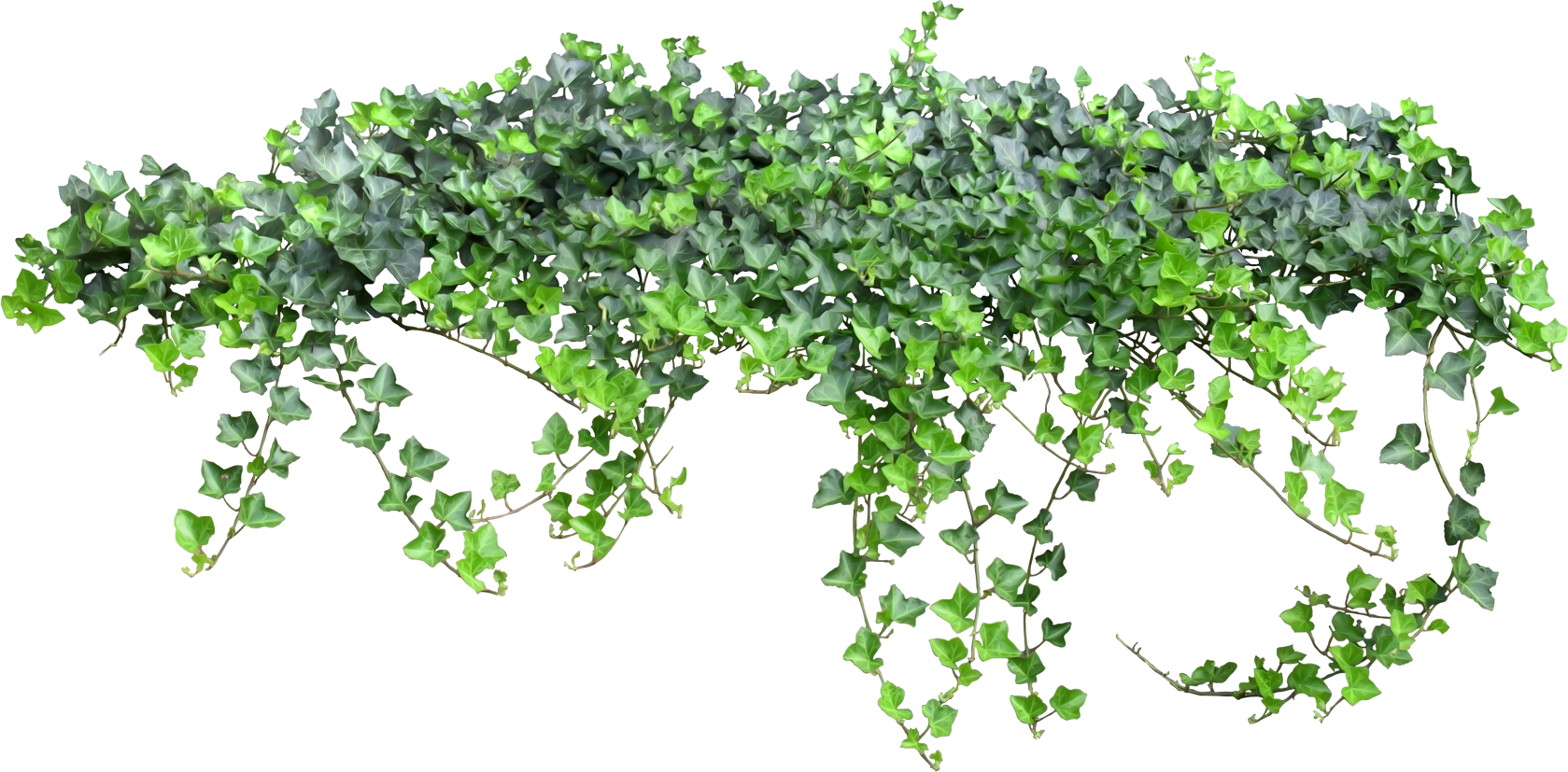 This visual is about ivy vines leaves plants scenery freetoedit #ivy #vines...