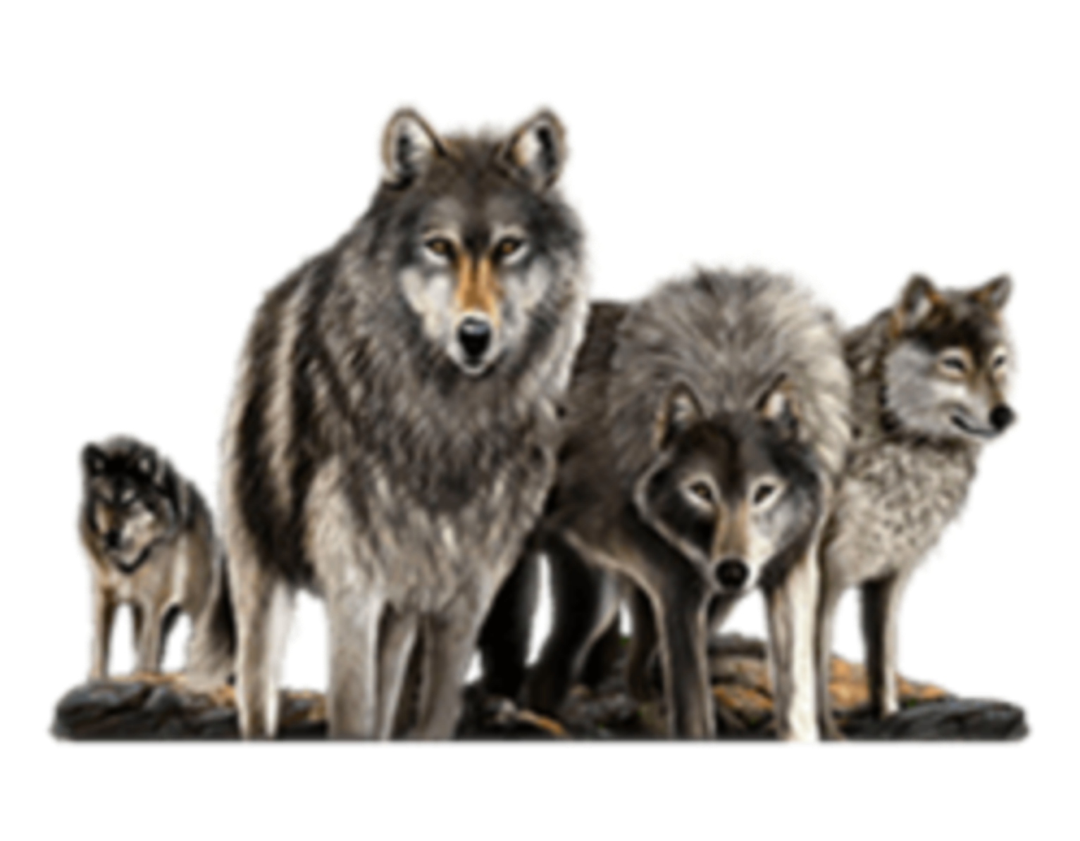 wolf wolves wolfpack terrieasterly sticker by @terrieasterly