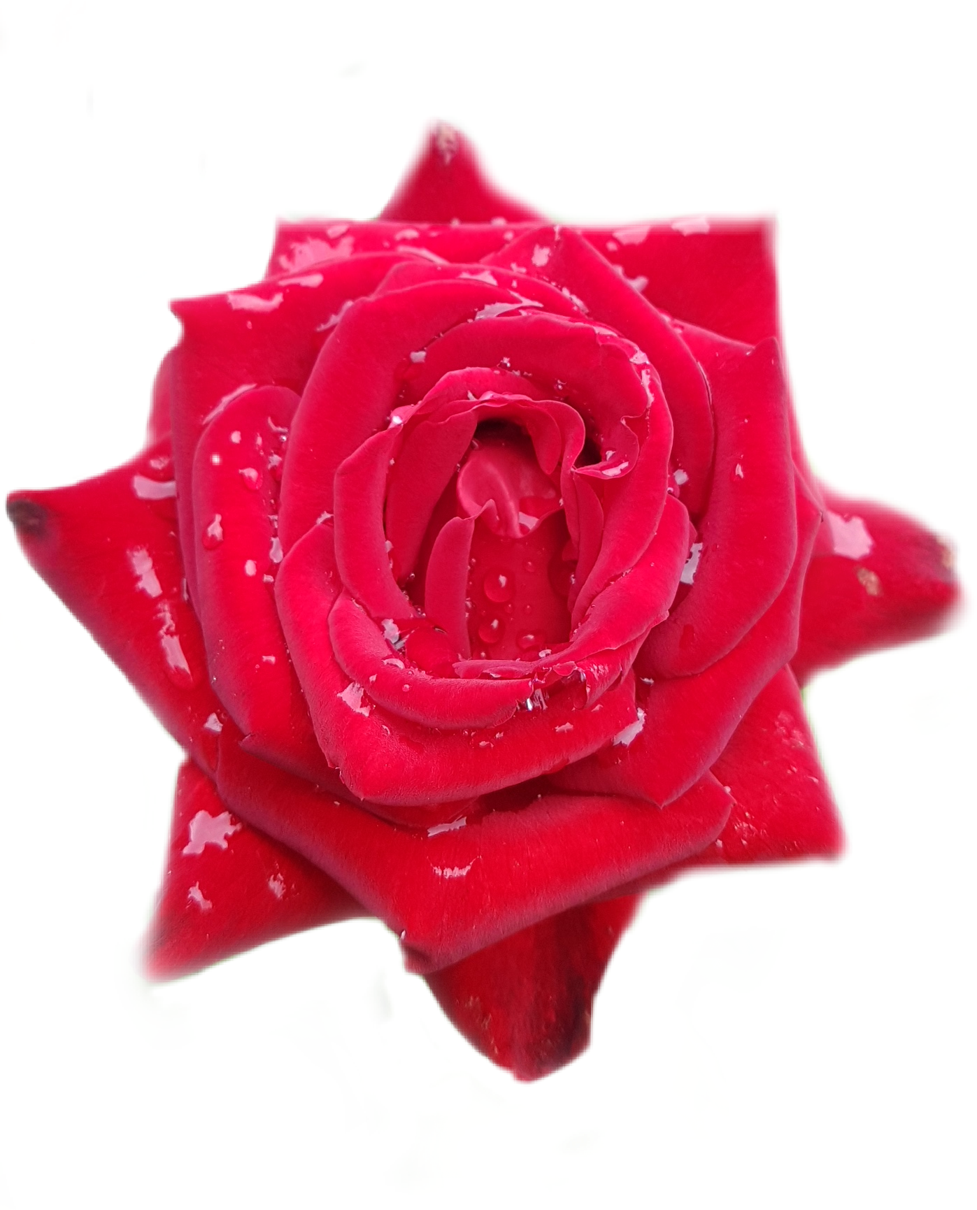 rose red flower picsart freetoedit rose sticker by hasmigk
