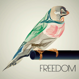 lines bird freedom