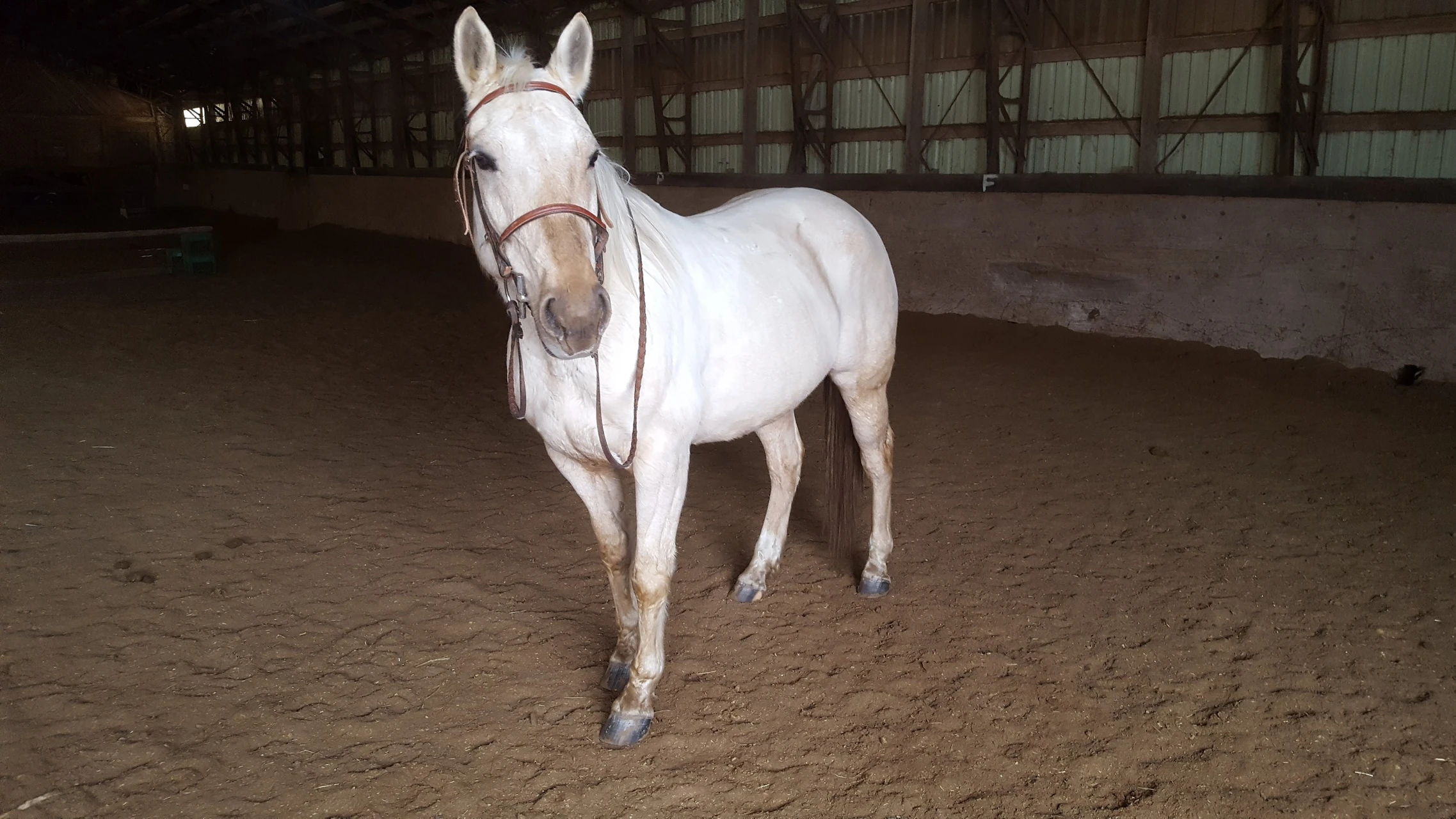 Chickaloo Horses Horse English Pony Riding Barn Equestr