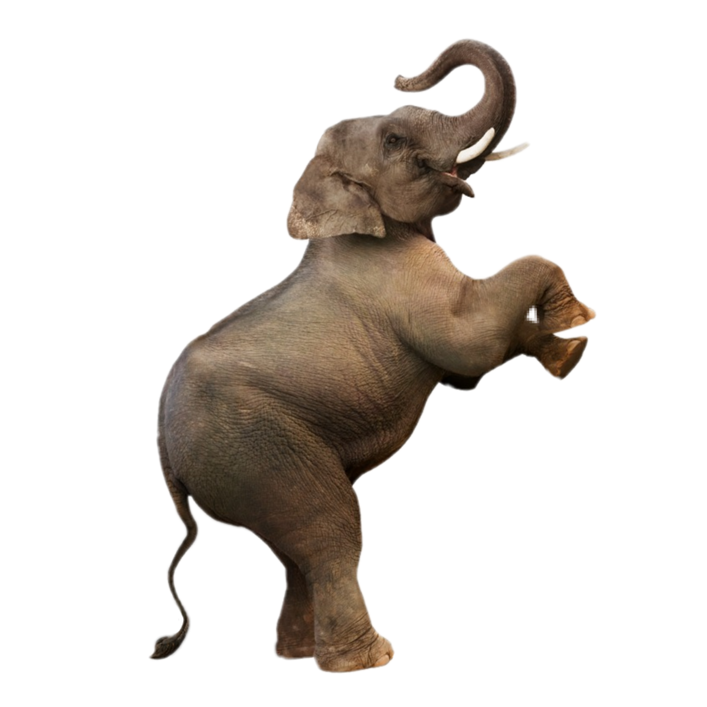 Танец слоники. Слон сен Санса. Сен-Санс карнавал животных слон. Слон на задних лапах. Танцующий слон.