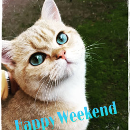 weekend bkh britishshorthair cat wochenende