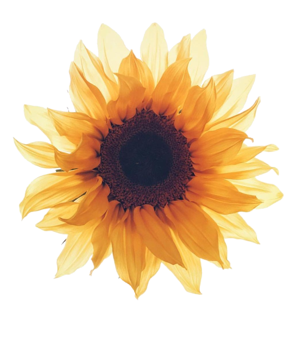 This visual is about girasol🌻 sunflower freetoedit girasol #girasol🌻 #sun...