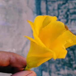 yellow flower flor amrillo hand pcflowerinhand
