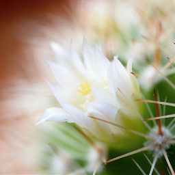 macro nature kaktus flower