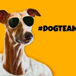 freetoedit dogteam dogs whippet goodstyle