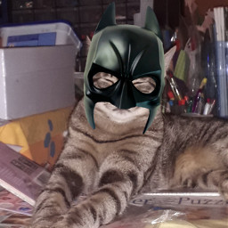 freetoedit mask hero cat animal ecsuperpet