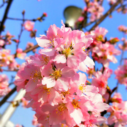 freetoedit flower nature sakura sakuraflower