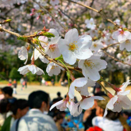 flower nature sakura sakuraflower spring freetoedit
