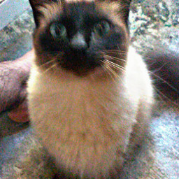 mycat migato gato cat thebest