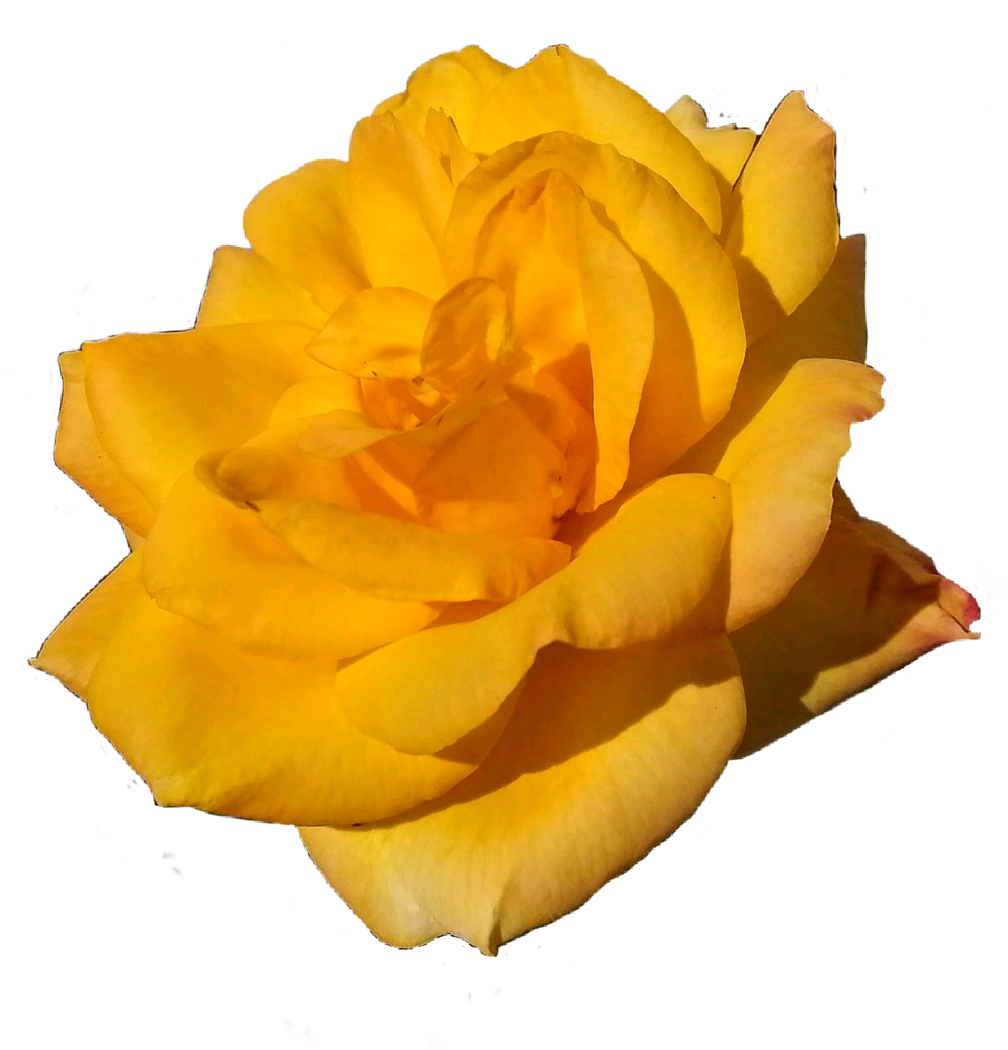 freetoedit flor amarillo rose rosa sticker by @zeezii88