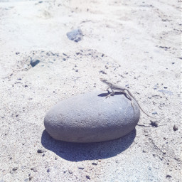 freetoedit lizard stone sand beach