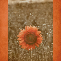 freetoedit sunflower oldportrait love