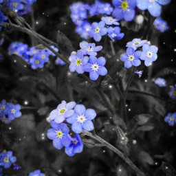 freetoedit flowers blue smallworld