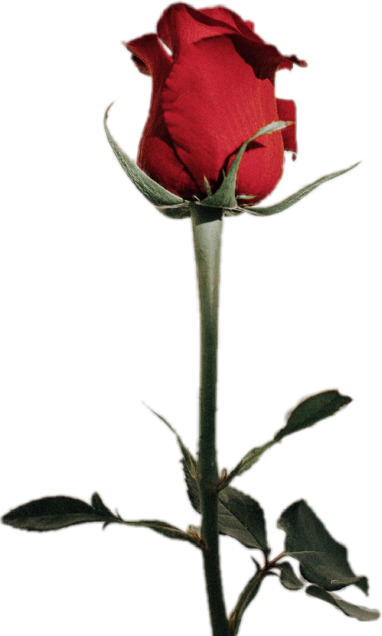 rose freetoedit Rose sticker by artfantestico