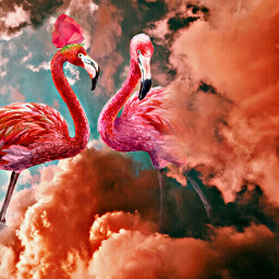 freetoedit flamingo animals red pink
