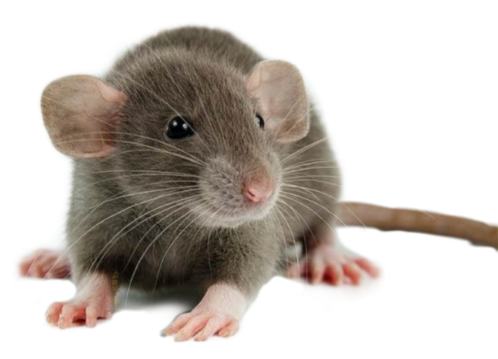 Крысы звери. Декоративная крыса Дамбо. Крыса Дамбо агути. Крыса Дамбо Сиамская. Крыса Дамбо капюшоновая.