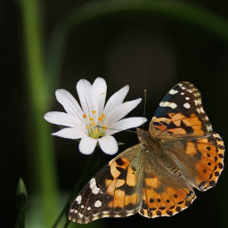 freetoedit realphoto live butterfly beautifulnature
