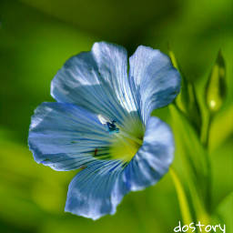 flower blue photography nature closeup