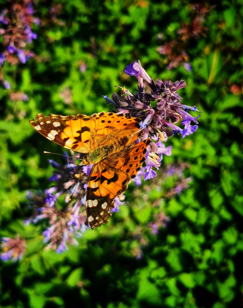 #freetoedit #butterfly #saturated