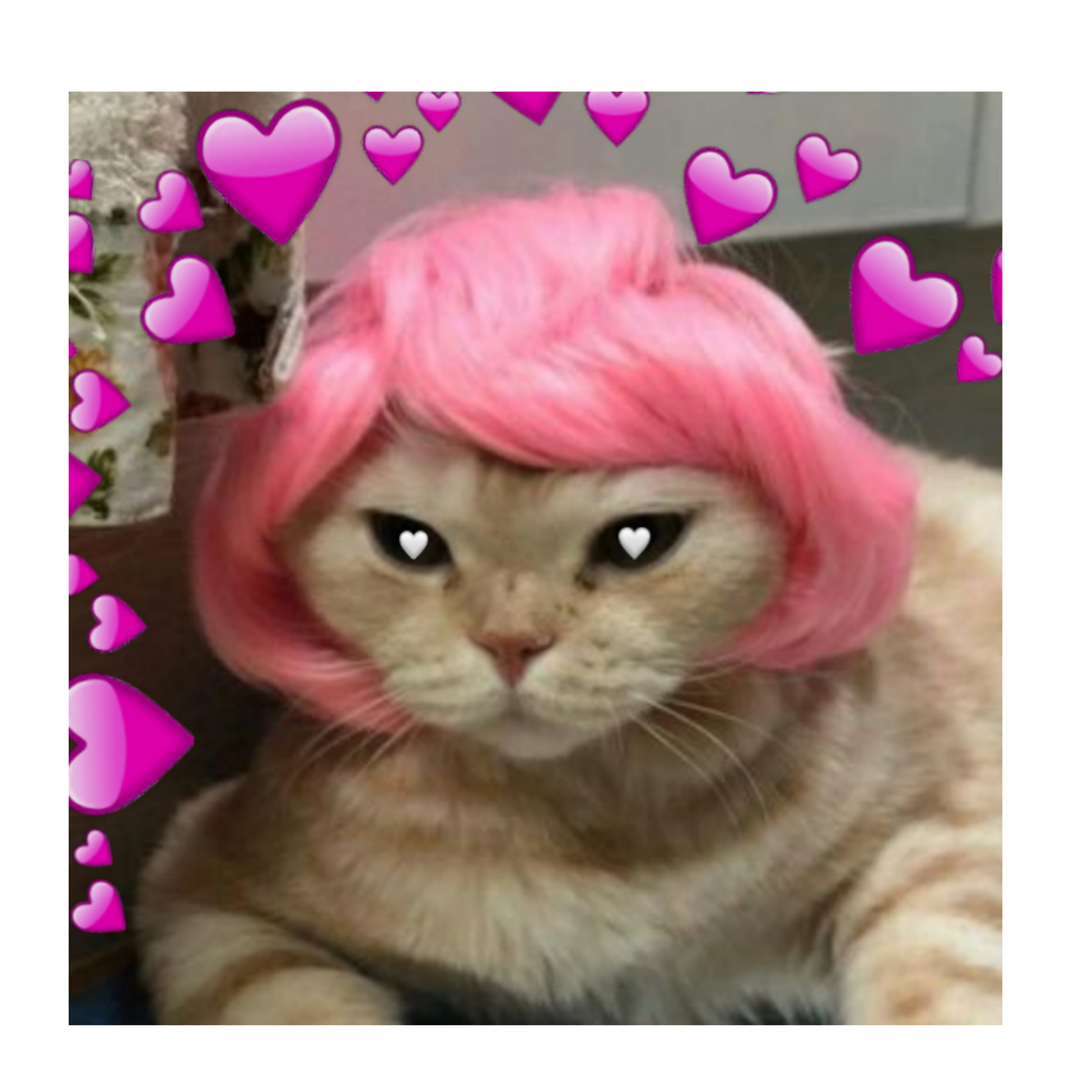 Love Cat Meme Cute Lovememe Sticker By Nottoday
