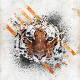 freetoedit originalart tiger feline animal