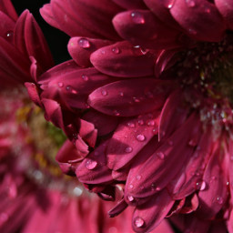 freetoedit flower dewdrops rain pink