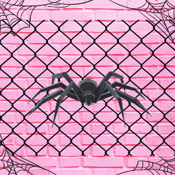 spider metal pink nature spiderweb black srcmetalpattern metalpattern freetoedit