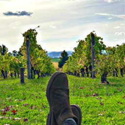 enjoythemoment grapes vineyard perfect naturalbeauty places freetoedit pccolorgreen colorgreen