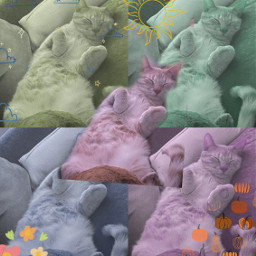 freetoedit cat mycat colors zuko rccollageart collageart