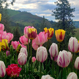 flowets tulips mountains live libra thrumye liveyourlife