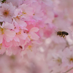 spring blossom bee photography freetoedit