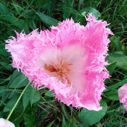 freetoedit tulpe tulpen tulpin tulips tulpa flower spring frühling pink local franzentulpe