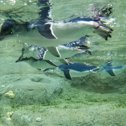 sealife penguins underwater nature photography freetoedit pcseacreatures