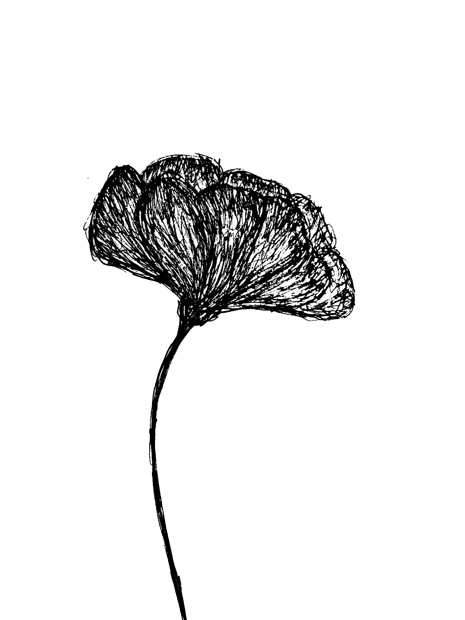 Freetoedit Tumblr Flower Dibujo Draw Drawing Drawportra